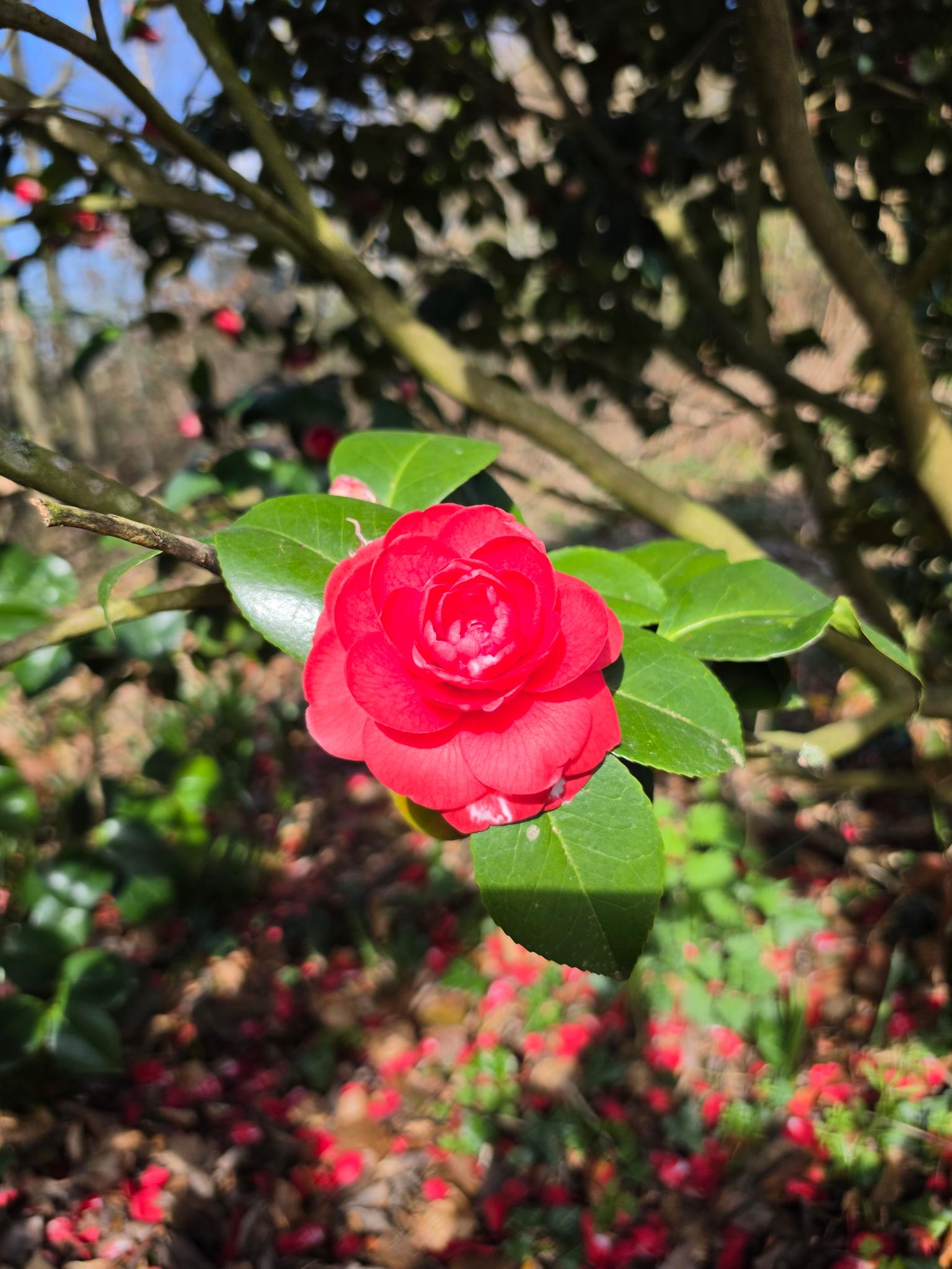 rote_bluete